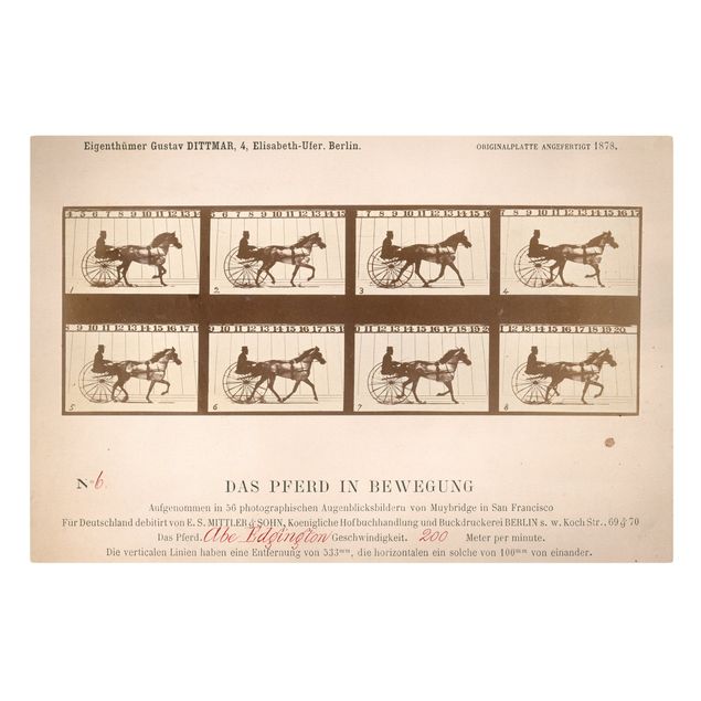 Leinwandbilder Tier Eadweard Muybridge - Das Pferd in Bewegung