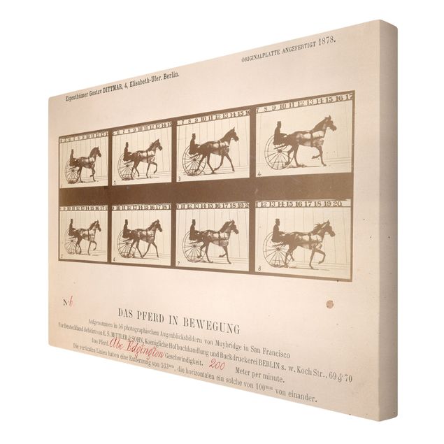 Eadweard Muybridge Bilder Eadweard Muybridge - Das Pferd in Bewegung