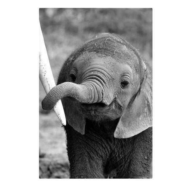 Tierbilder auf Leinwand Elefantenbaby