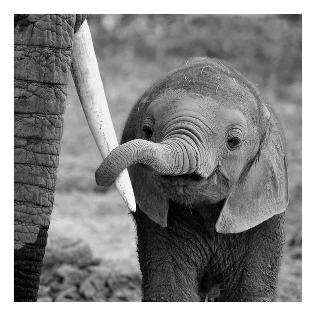 Leinwandbilder Tier Elefantenbaby