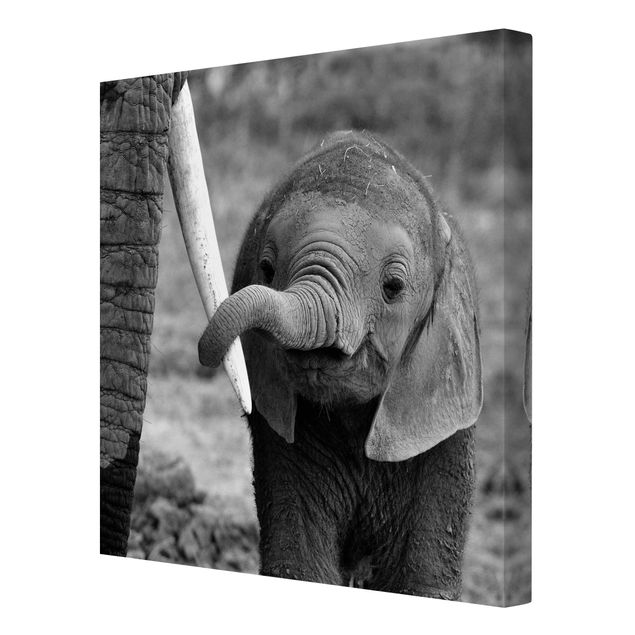 Leinwandbilder Wohnzimmer modern Elefantenbaby