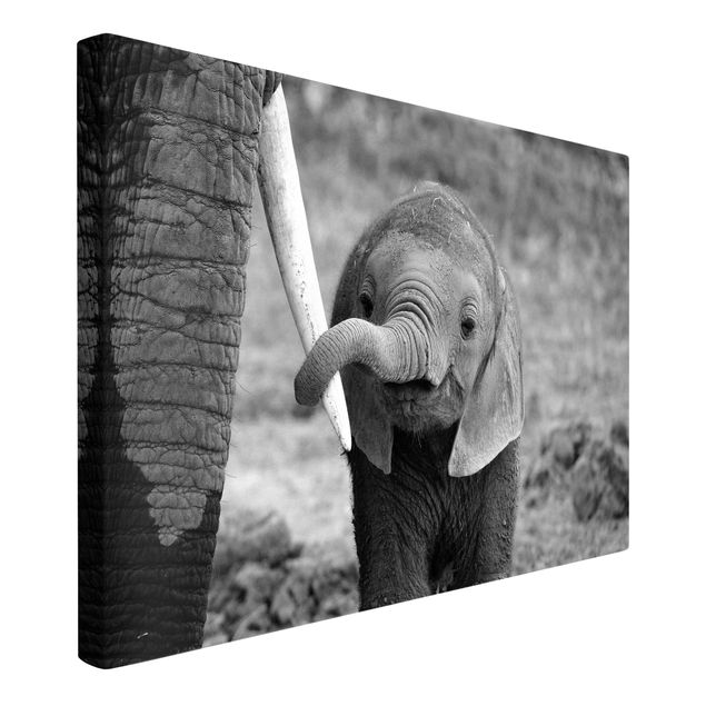 Leinwandbilder Schwarz-Weiß Elefantenbaby