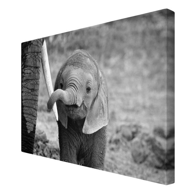 Wandbilder Wohnzimmer modern Elefantenbaby