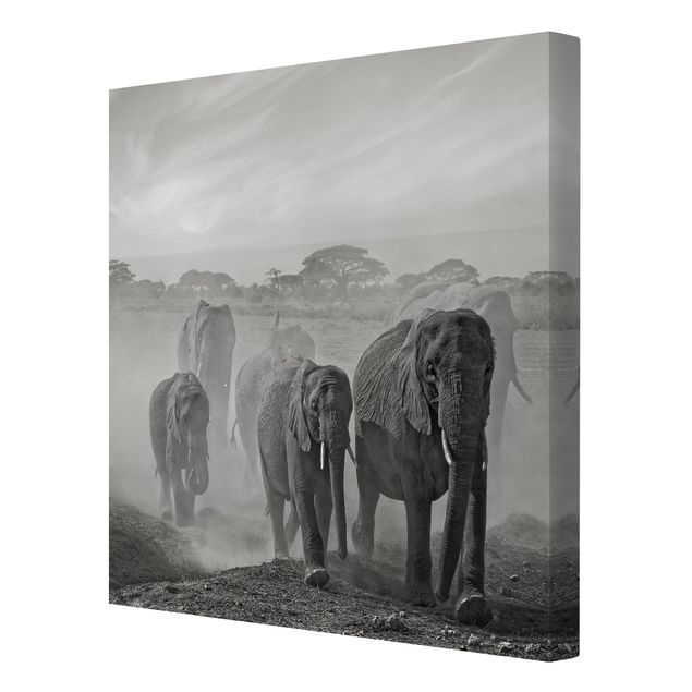 Leinwand Schwarz-Weiß Elefantenherde
