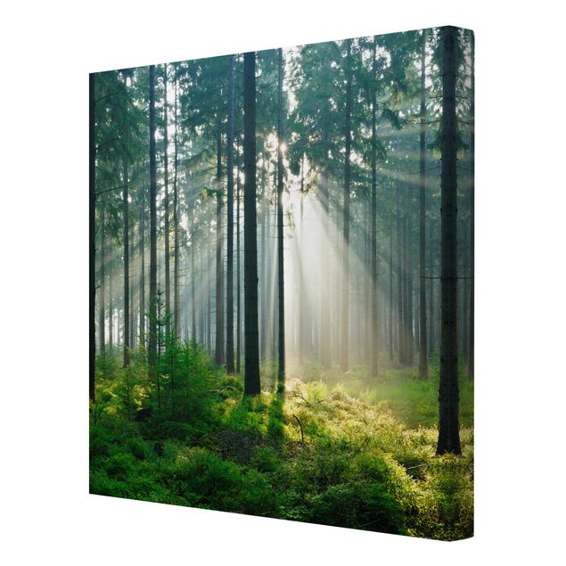 Bilder auf Leinwand Enlightened Forest