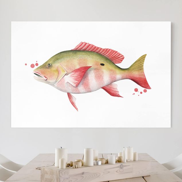 Wandbilder Fische Farbfang - Nördlicher Schnapper