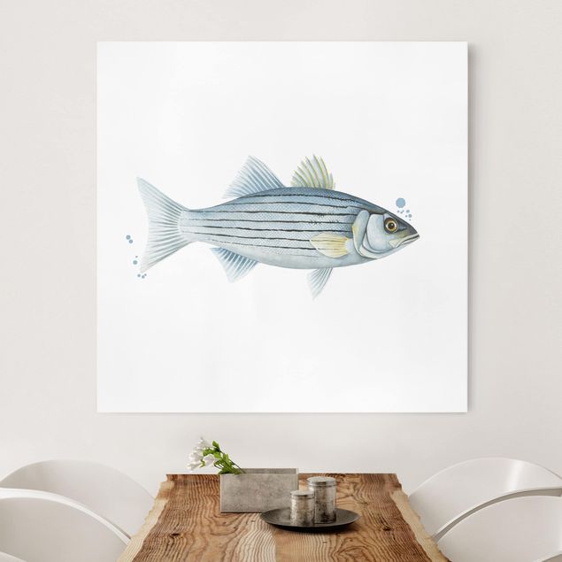 Wandbilder Fische Farbfang - Weißbarsch
