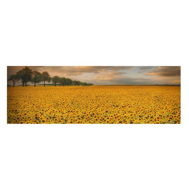Schöne Wandbilder Feld mit Sonnenblumen