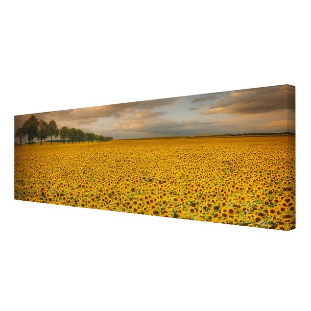 Bilder auf Leinwand Feld mit Sonnenblumen