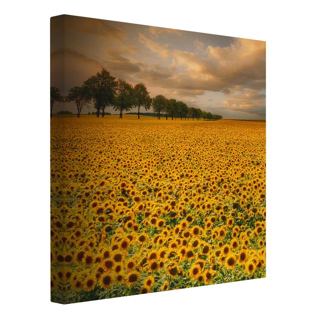 Leinwandbilder Landschaft Feld mit Sonnenblumen