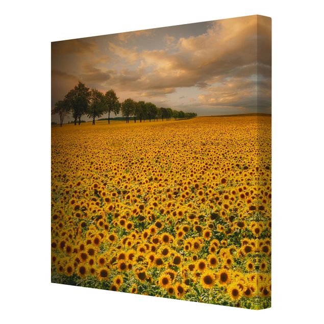 Bilder für die Wand Feld mit Sonnenblumen