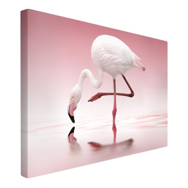 Tierbilder auf Leinwand Flamingo Dance