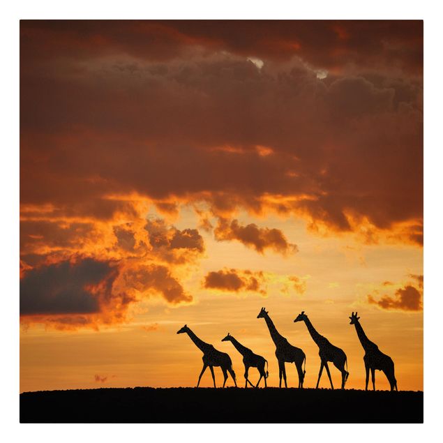 Leinwandbilder Tier Fünf Giraffen
