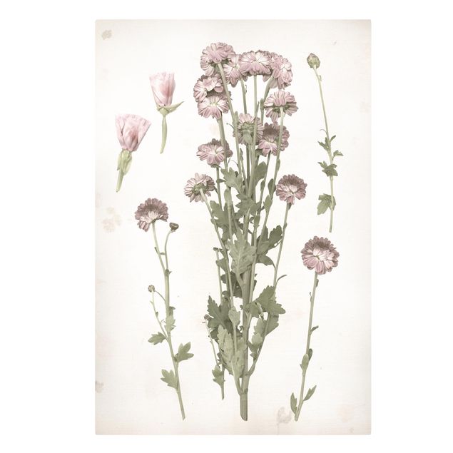 Schöne Wandbilder Herbarium in rosa I