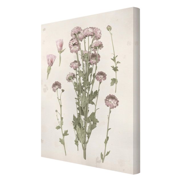 Bilder auf Leinwand Herbarium in rosa I