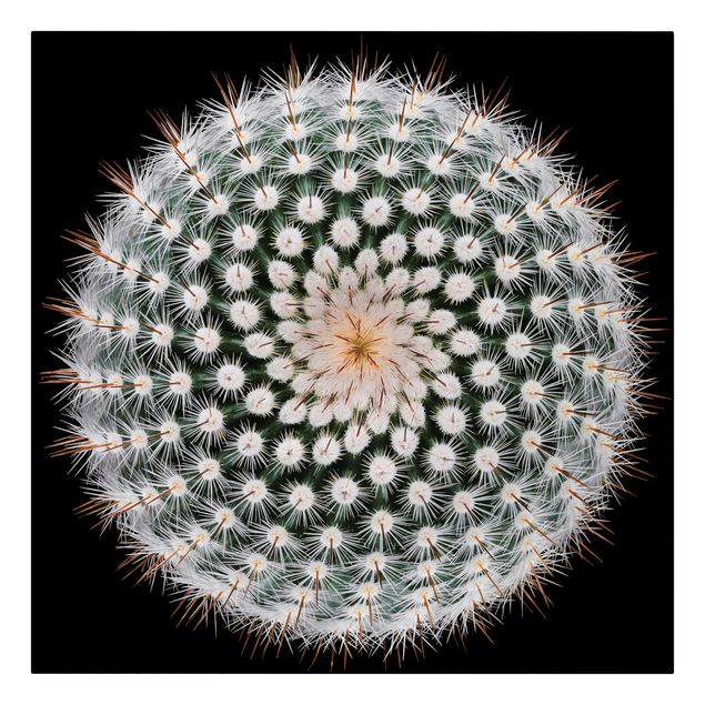Schöne Leinwandbilder Kaktusblüte