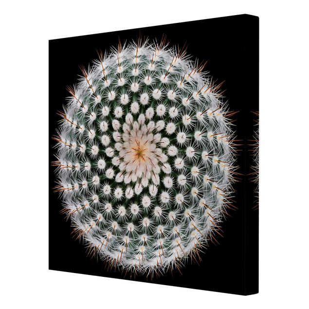 Leinwandbild - Kaktusblüte - Quadrat 1:1