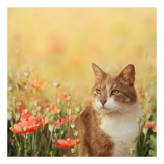 Leinwandbilder Blumen Katze im Mohnfeld
