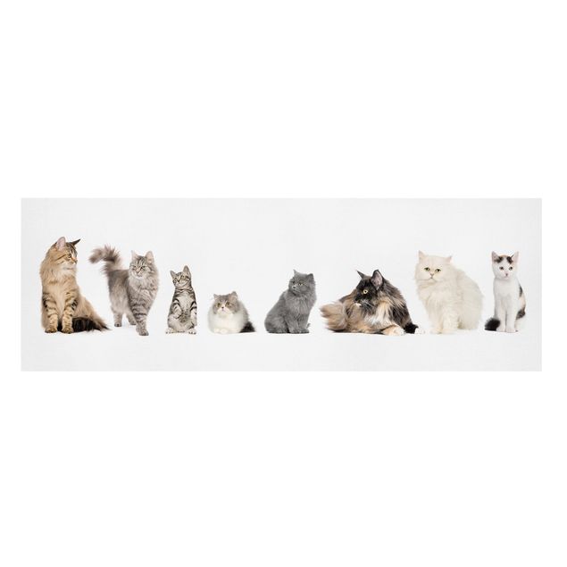 Bilder für die Wand Katzenbande