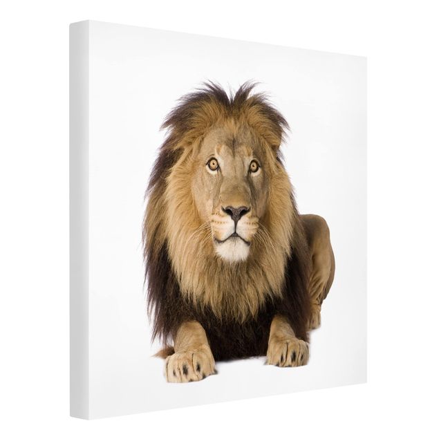 Tierbilder auf Leinwand König Löwe II