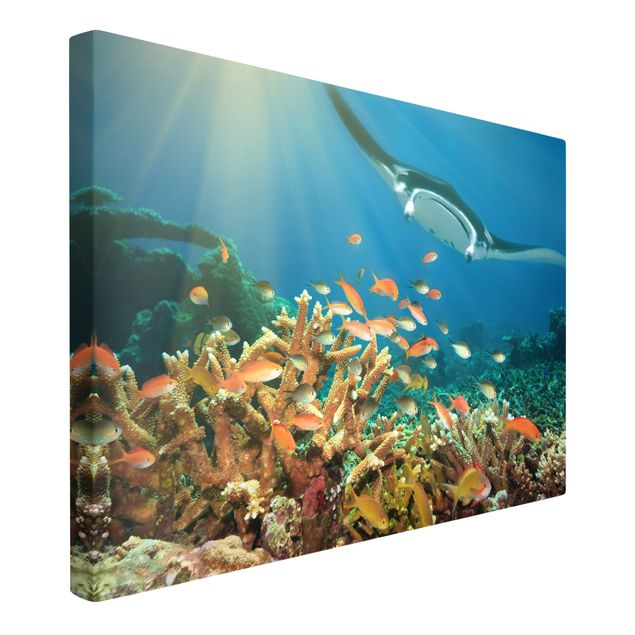 Wandbilder Natur Korallenriff