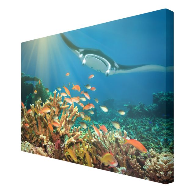 Wandbilder Tiere Korallenriff