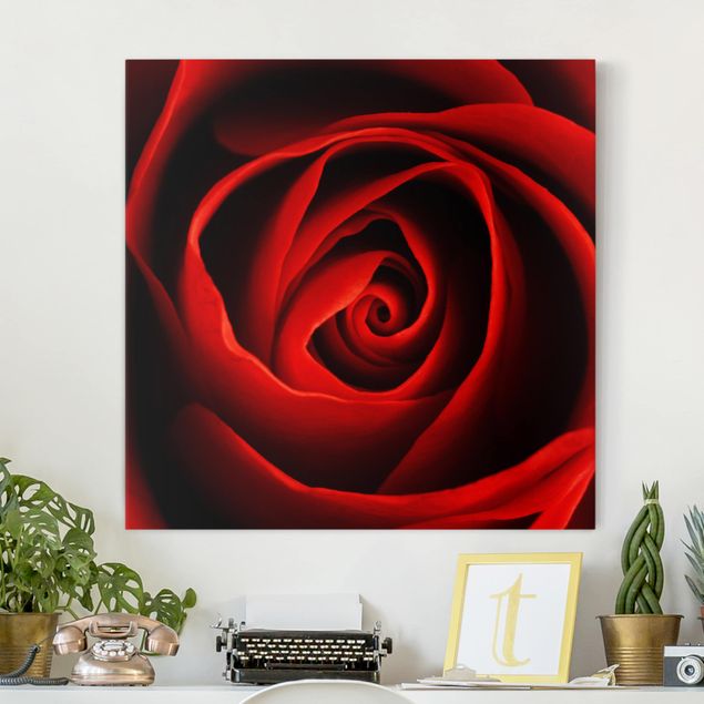 Wandbilder XXL Liebliche Rose