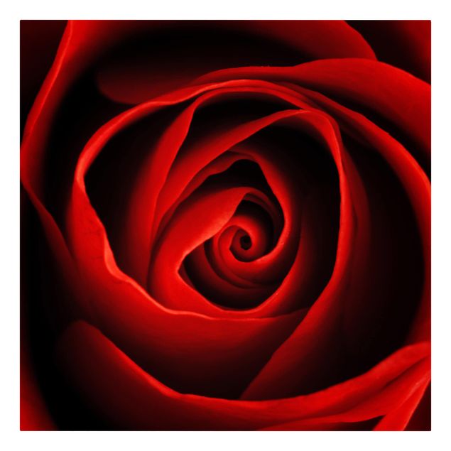 Wandbilder Liebliche Rose