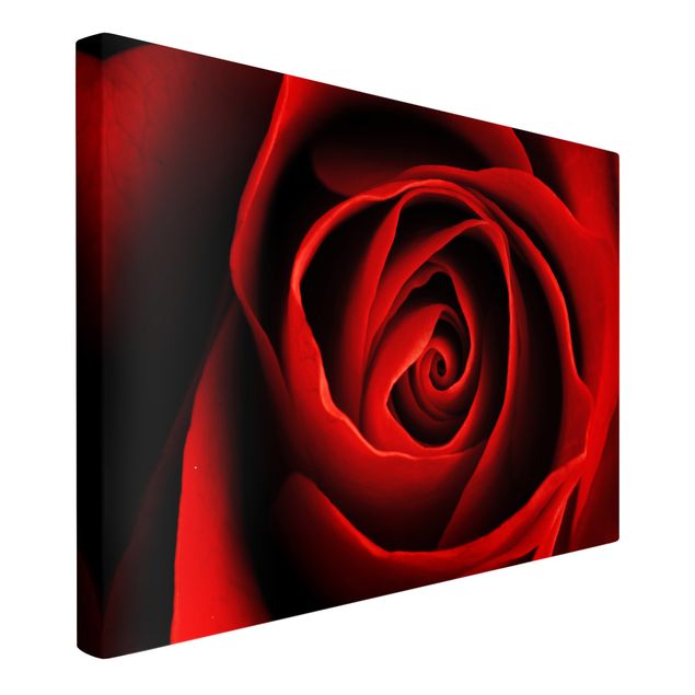 Moderne Leinwandbilder Wohnzimmer Liebliche Rose