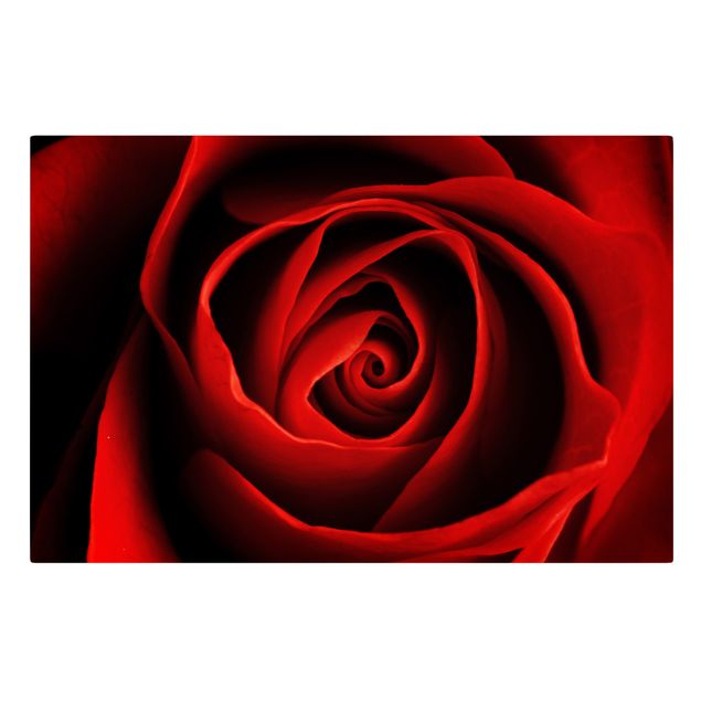 Bilder für die Wand Liebliche Rose