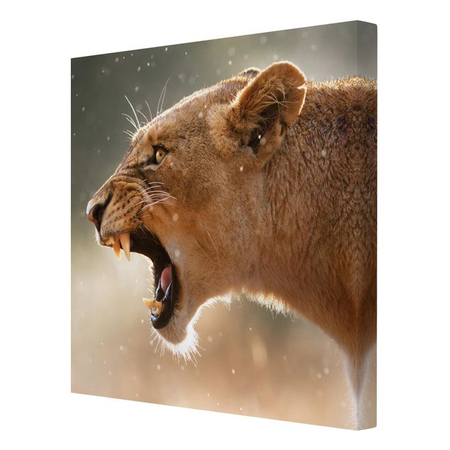 Wandbilder Tiere Löwin auf der Jagd