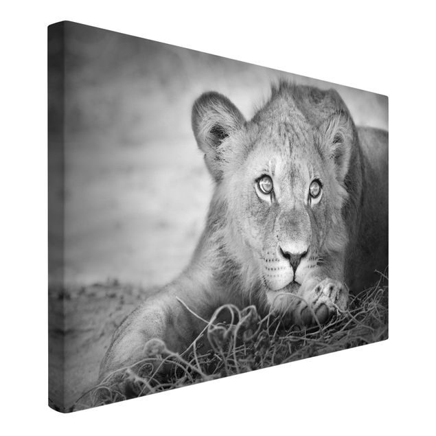 Leinwandbilder Schwarz-Weiß Lurking Lionbaby