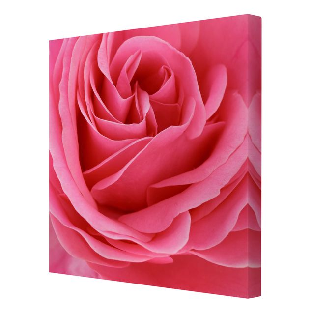 Leinwandbilder Lustful Pink Rose
