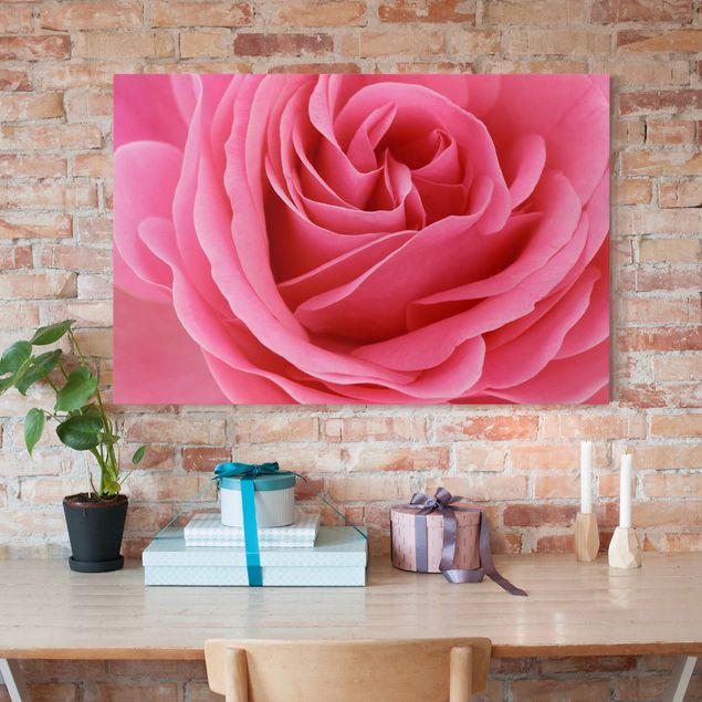 Rosen Bild auf Leinwand Lustful Pink Rose