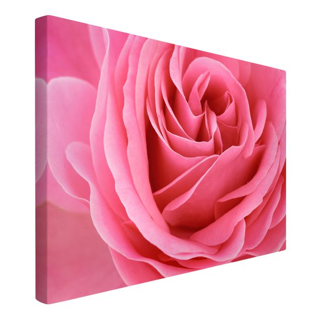 Leinwandbilder Wohnzimmer modern Lustful Pink Rose