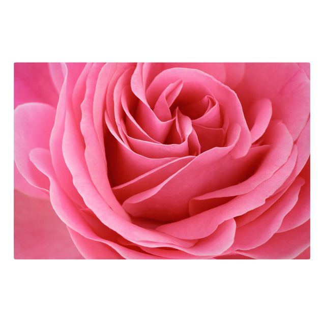 Schöne Wandbilder Lustful Pink Rose