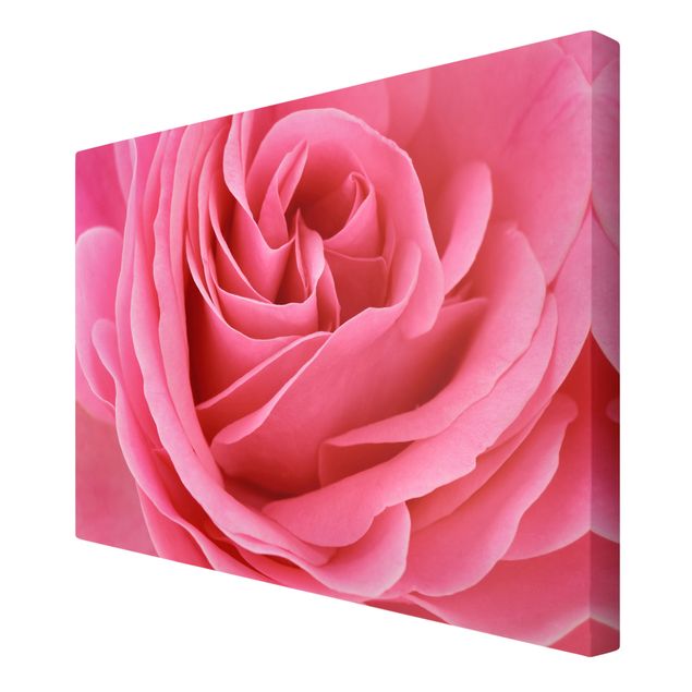 Bilder auf Leinwand Lustful Pink Rose