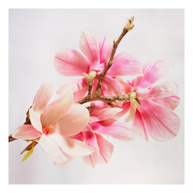 Schöne Leinwandbilder Magnolienblüten