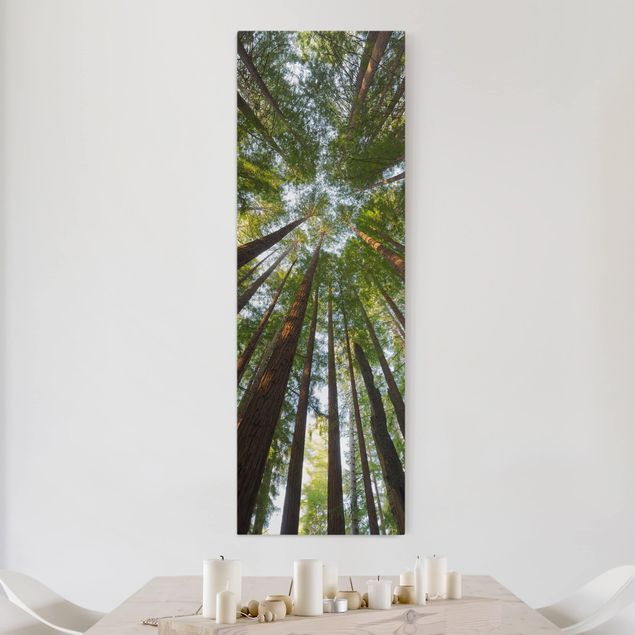 Leinwandbilder Landschaft Mammutbaum Baumkronen