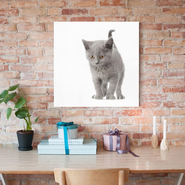Wandbilder Katzen Mini Miez