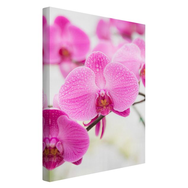Leinwandbilder Wohnzimmer modern Nahaufnahme Orchidee