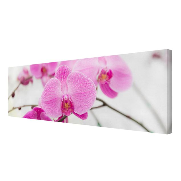 Leinwandbilder Nahaufnahme Orchidee