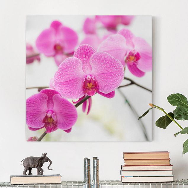 Leinwand Bilder XXL Nahaufnahme Orchidee