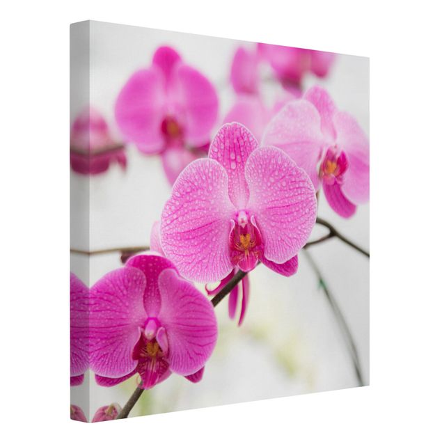 Moderne Leinwandbilder Wohnzimmer Nahaufnahme Orchidee