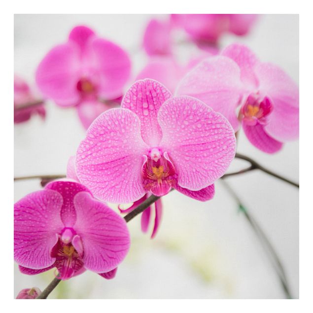 Bilder für die Wand Nahaufnahme Orchidee