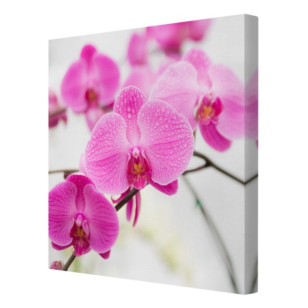 Schöne Leinwandbilder Nahaufnahme Orchidee