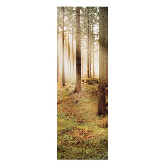 Wandbilder Morning Forest