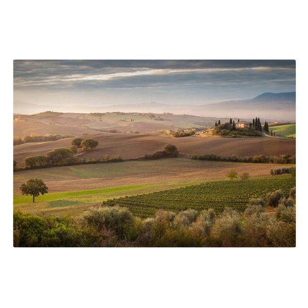 Schöne Leinwandbilder Olivenhain in der Toskana