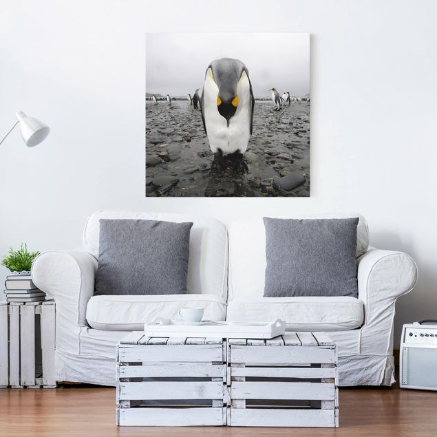 Wandbilder Tiere Pinguin