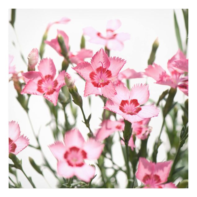 Schöne Leinwandbilder Pink Flowers